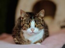Cudowna Marzenka, wyjątkowa kotka do adopcji - 3