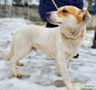 ZUZU - młodziutki, łagodny psiak szuka domu - 3