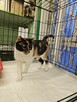 PIękna koteczka szuka kochającego domu B13/088 - 4