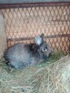 Sprzedam piękne zdrowe kroliki - 3