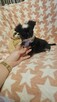 Chihuahua długowłosy chłopczyk czarno-biały – drobny - 7