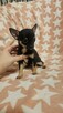 Chihuahua krótkowłosa suczka – maleńka sunia black & tan - 2