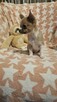 Chihuahua krótkowłosy piesek fawn & white - 5