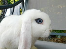 Samczyki mini lop biały z ciemną obwódką wokół oczu - 2