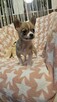 Chihuahua krótkowłosy piesek fawn & white - 4