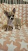 Chihuahua krótkowłosy piesek fawn & white - 3