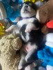 Alaskan Malamute Szczenięta na sprzedaż - 8