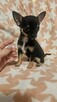 Chihuahua krótkowłosa suczka – maleńka sunia black & tan - 5