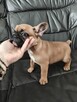 Szczenięta buldog francuski - 3