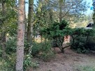Piękna działka z domkiem Adamów- Wieś - 3