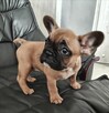 Szczenięta buldog francuski