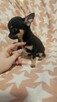 Chihuahua krótkowłosa suczka – maleńka sunia black & tan - 4