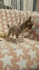 Chihuahua krótkowłosy piesek fawn & white - 6