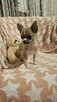 Chihuahua krótkowłosy piesek fawn & white - 8