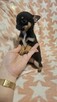 Chihuahua krótkowłosa suczka – maleńka sunia black & tan - 3