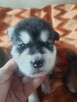 Alaskan Malamute Szczenięta na sprzedaż - 9