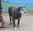 Oreo - 2