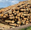 Drewno opałowe/kominkowe w rozsądnej cenie Lidbark - 3