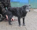 Oreo - 6