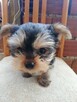Szczeniak Yorkshire terrier (piesek i suczka) - 4