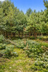 Atrakcyjna działka budowlana 3600 m² - Groszowice - 3