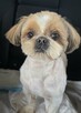 Reproduktor Shih tzu - 4