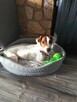 Fido, energiczny 5 letni Jack Russell Terrier - 3