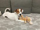 Fido, energiczny 5 letni Jack Russell Terrier - 2