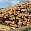 Drewno kominkowe opałowe Karwica - 3