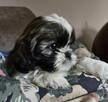Szczeniak Shih tzu ,tri color - 3
