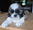 Szczeniak Shih tzu ,tri color - 5