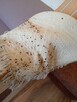 Usuwanie pluskiew , prusaków , rybików - Skutecznie i szybko - 15