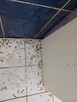 Usuwanie pluskiew , prusaków , rybików - Skutecznie i szybko - 16