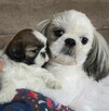 Szczeniak Shih tzu ,tri color - 6