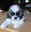Szczeniak Shih tzu ,tri color