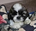 Szczeniak Shih tzu ,tri color - 4