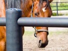 Equisafe Polska - ogrodzenia elektryczne dla koni - 4