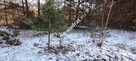 Ładna zalesiona działka z MPZP Ojrzanów - 2