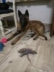 Owczarek Belgijski Malinois - 6