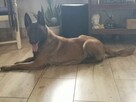 Owczarek Belgijski Malinois - 7