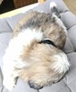 Szczeniak Shih tzu ,tri color - 9