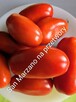 San Marzano Na przetwory z Włoch kolekcja nasion - 2