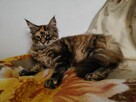 Koty maine coon - 8