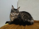 Koty maine coon - 9
