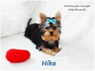 York Yorkshire Terrier Malutki Mini XS Piesek NIKO Rodowód - 10