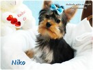 York Yorkshire Terrier Malutki Mini XS Piesek NIKO Rodowód - 8