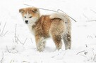 Akita inu-akita japońska czerwony piesek ZKwP/FCI - 5