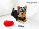 York Yorkshire Terrier Malutki Mini XS Piesek NIKO Rodowód - 2