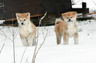 Akita inu-akita japońska czerwony piesek ZKwP/FCI - 7