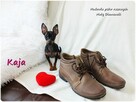 Suczka KAJA Pinczer miniaturowy ( Ratlerek ) 9m-cy Rodowód - 3